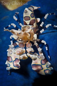 Juvenile Harlequin Shrimp on a Blue Sea Star by Tony Cherbas 